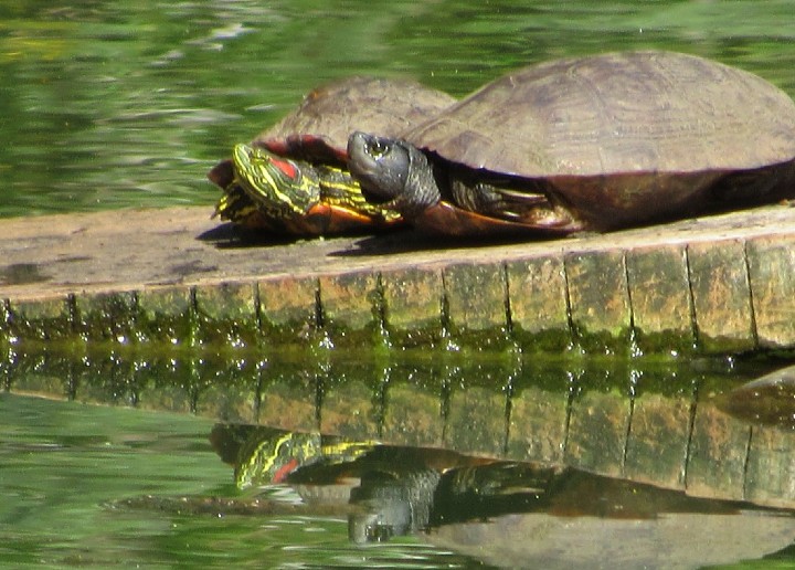 Red-ear Sliders